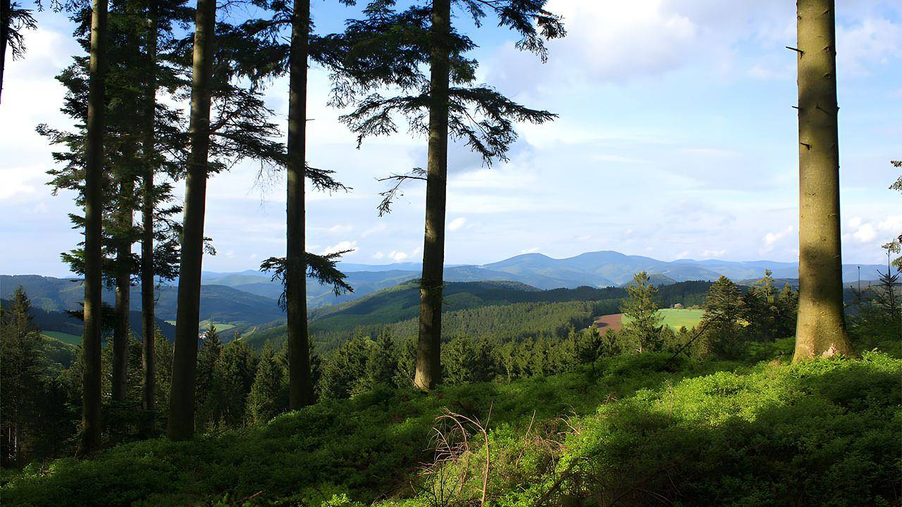 Ferienhaus für 4 Personen (55 m²) in Elzach in Elzach, Mittlerer Schwarzwald