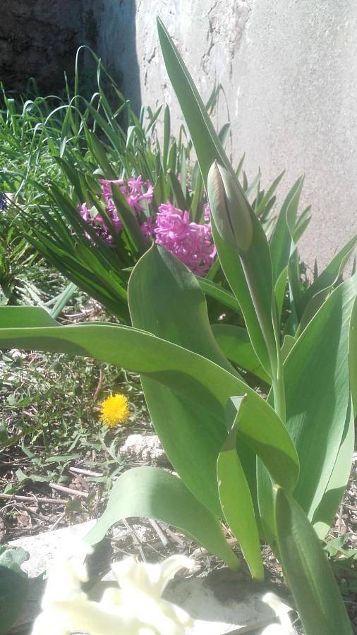 Location de vacances pour 4 personnes, avec jardin ainsi que vue et piscine à Bordezac - 3