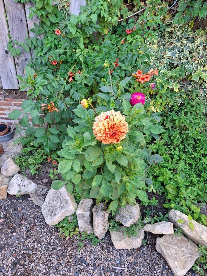 Location de vacances pour 2 personnes, avec terrasse ainsi que vue et jardin dans Mézidon Vallée d'Auge - 3