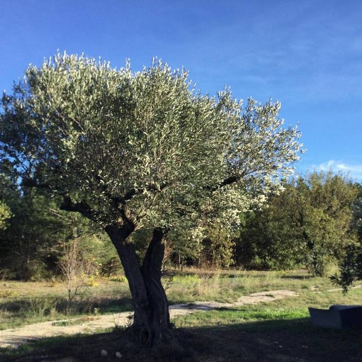 Location de vacances pour 11 personnes, avec jardin ainsi que vue et piscine à Perpignan - 2