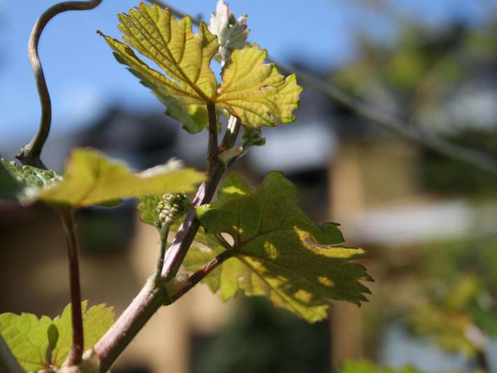 Ferienwohnung für 2 Personen, mit Garten, kinderfreundlich in Schweich an der Römischen Weinstraße - 3