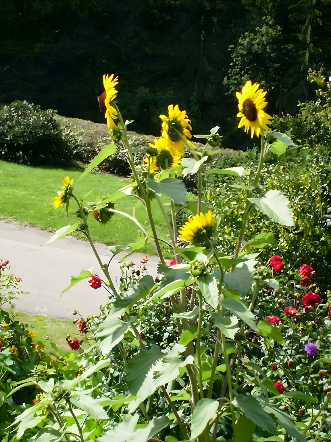 Ganze Wohnung, Christianshof - Ferienwohnung '3' mit Bergblick, Gemeinschaftsgarten und Wlan in Oppenau, Mittlerer Schwarzwald