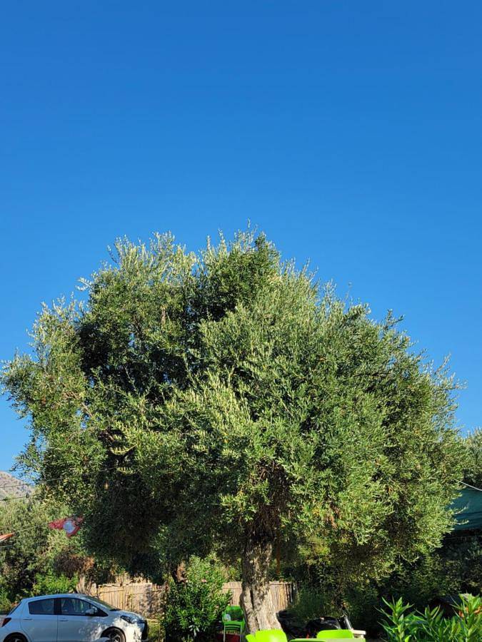 Gîte pour 3 personnes, avec vue et jardin dans Borsh - 2