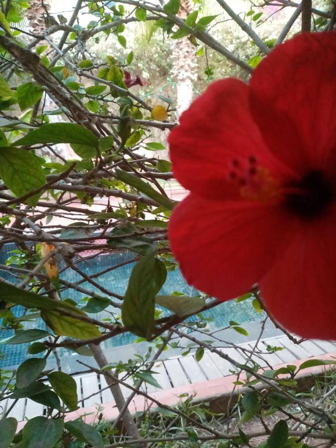 Gîte pour 3 personnes, avec piscine ainsi que vue et jardin à Sidi Ifni - 4