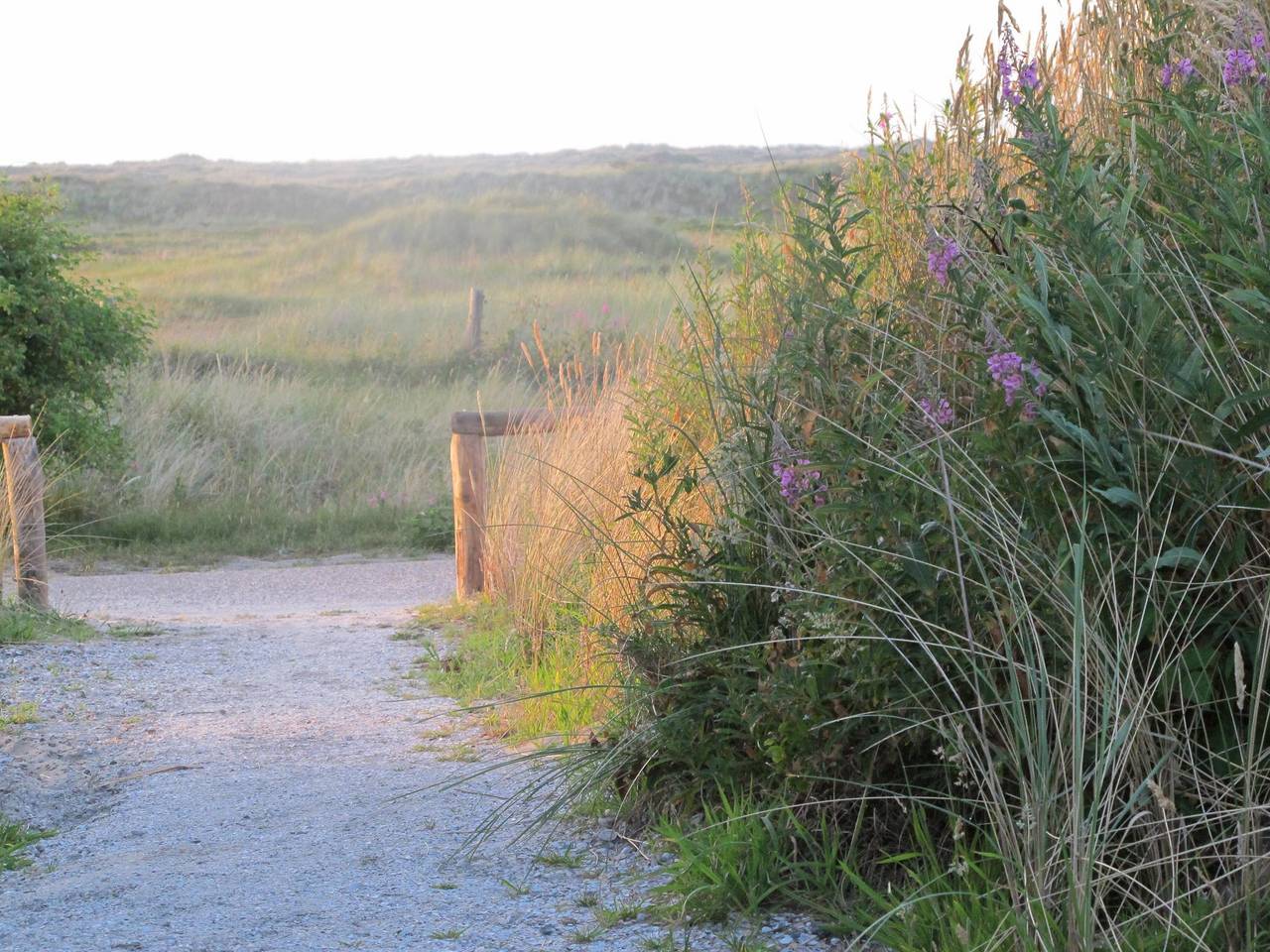 Eilandverhuur — Kwikstaart (10p) in Ballum, Westfriesische Inseln