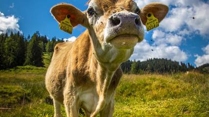 Bauernhof für 6 Personen in Wagrain, Salzburger Land, Bild 4
