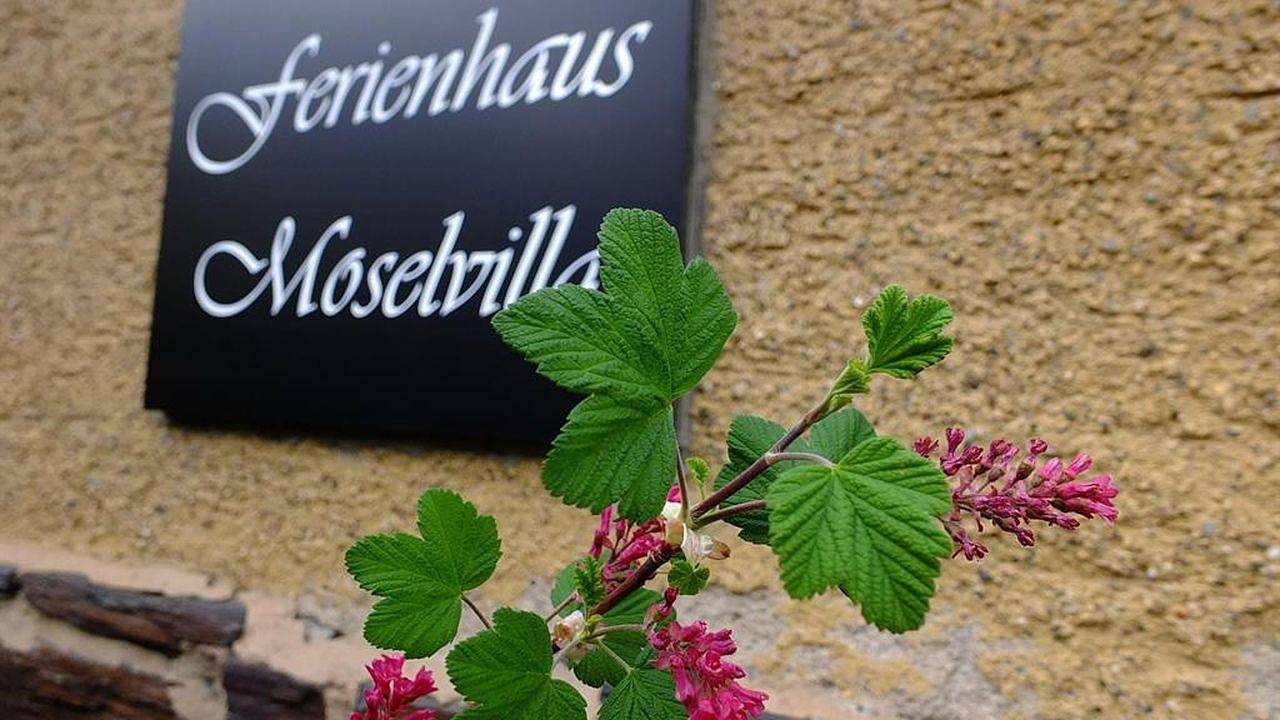 Ferienhaus für 10 Personen (200 m²) in Enkirch in Enkirch, Bernkastel-Kues & Umgebung