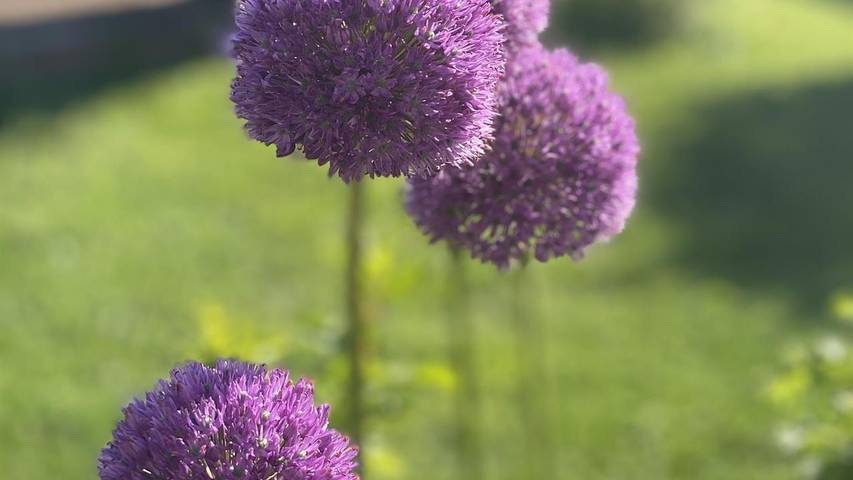 Ferienwohnung für 2 Personen, mit Whirlpool und Sauna sowie Terrasse und Garten im Saarland - 4
