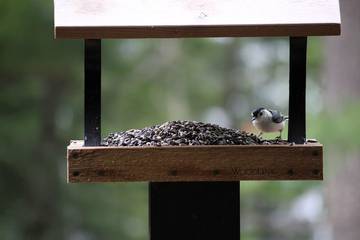 Cottage for 2 Guests in Maine, USA, Picture 4