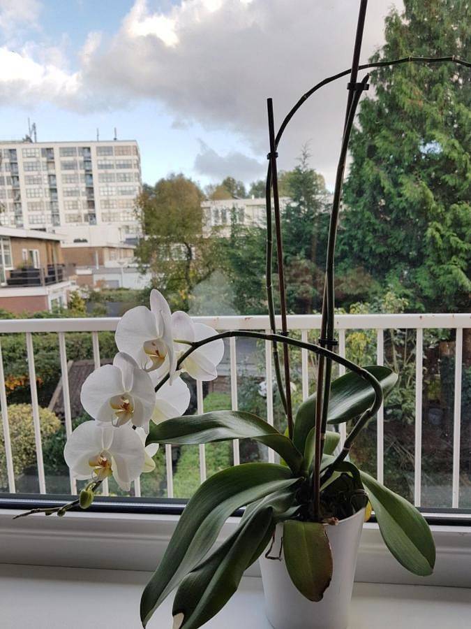 Maison d’hôte pour 2 personnes, avec balcon et vue à Amsterdam - 3
