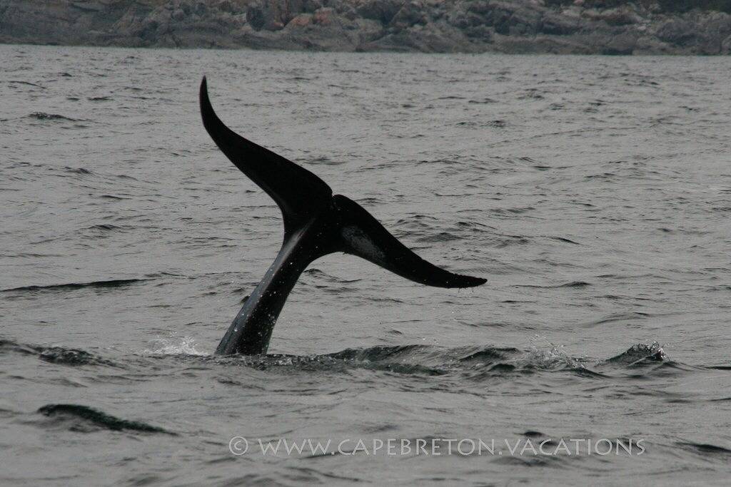 Komfortable Strandvilla direkt am Meer, 6,5 Std. Direktflug ab Frankfurt in Walkerville, Richmond County