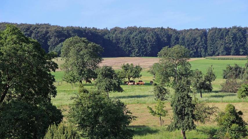 Ferienwohnung für 4 Personen, mit Terrasse und Garten in Lindenfels - 3