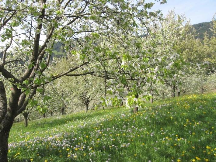Ferienwohnung für 4 Personen, mit Terrasse und Garten in Ottenhöfen im Schwarzwald - 4