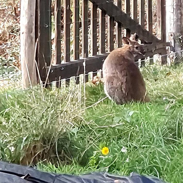 Location de vacances pour 12 personnes, avec terrasse et jacuzzi à Vieux-Vy-sur-Couesnon - 2