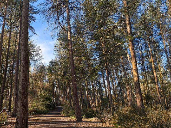 Cabin for 4 people, with Balcony in Delamere