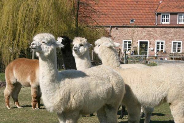 Ferienwohnung für 4 Personen, mit Terrasse und Garten sowie Ausblick in Hamminkeln