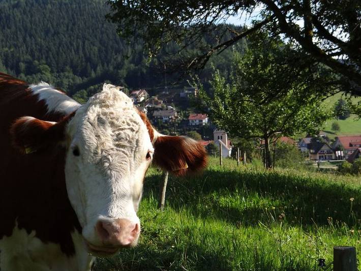 Bauernhaus für 4 Personen, mit Terrasse und Balkon/Terrasse im Schwarzwald - 4