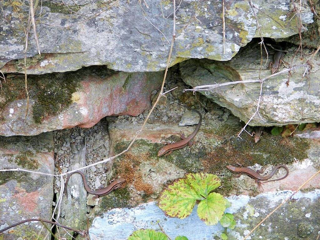 2 Weinhaus Marmann in Osann-Monzel, Bernkastel-Kues & Umgebung
