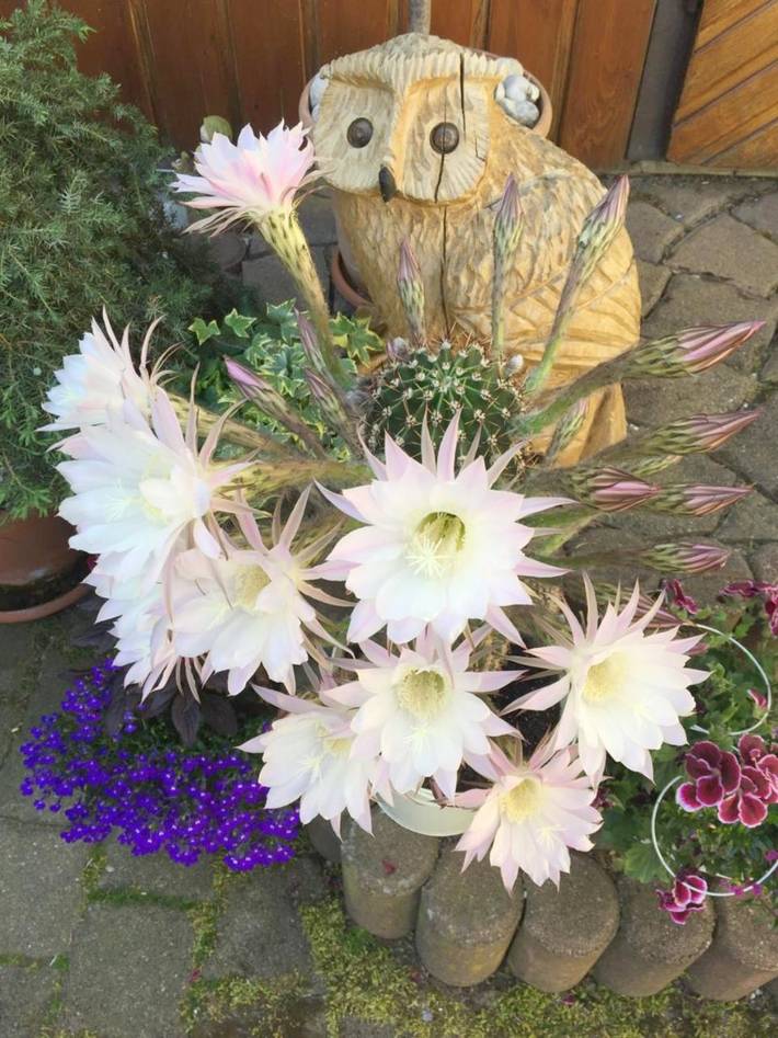 Ferienhaus für 4 Personen, mit Garten und Sauna sowie Ausblick in Neuhausen/Erzgebirge - 4