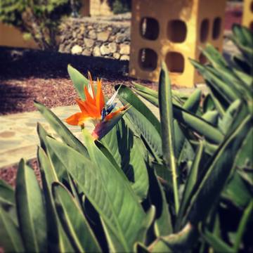 Chalet para 20 Personas en Granadilla de Abona, Tenerife Sur, Foto 2