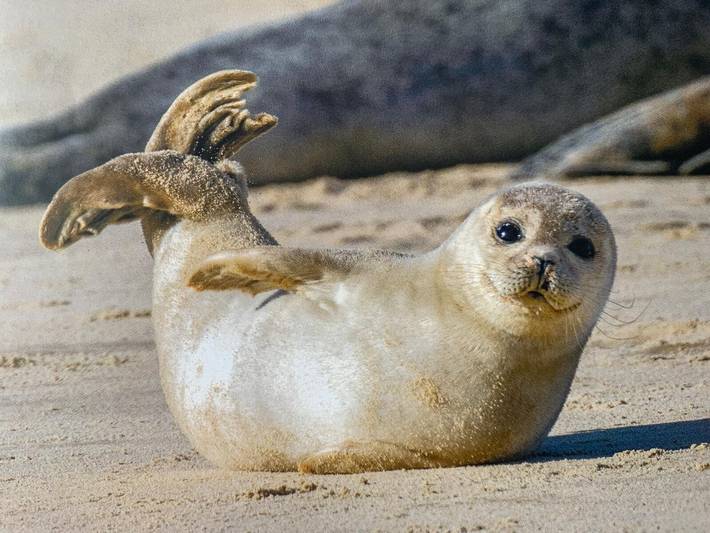 Ferienwohnung für 4 Personen, mit Garten in Dornum