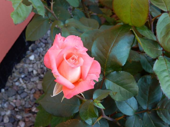 Ferienwohnung für 3 Personen, mit Garten und Terrasse, kinderfreundlich in Trent - 4