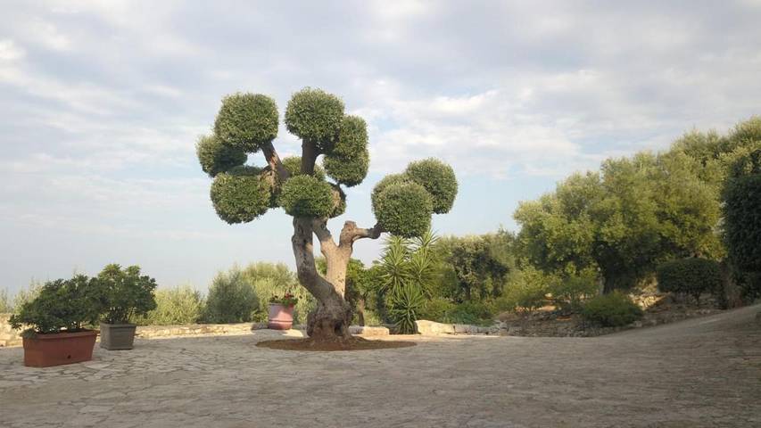 Gîte pour 6 personnes, avec piscine ainsi que jardin et vue à Fasano - 4
