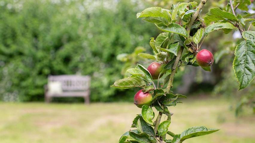 Ferienwohnung für 4 Personen, mit Garten, mit Haustier in Puttgarden - 4