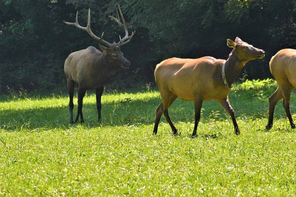 Just steps away from Rainbow Lake in this Dog Friendly Cabin in Navajo County