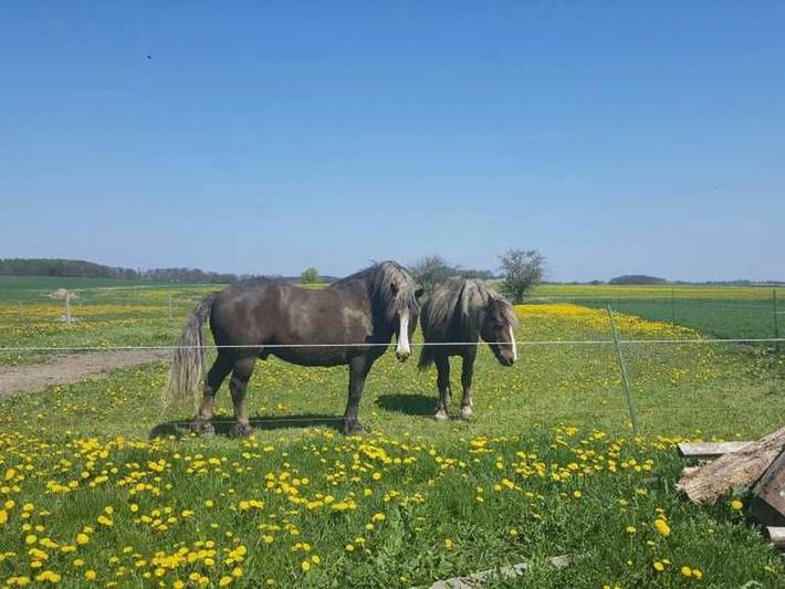 Ferienwohnung für 5 Personen, mit Garten und Terrasse, kinderfreundlich an der Müritz - 2