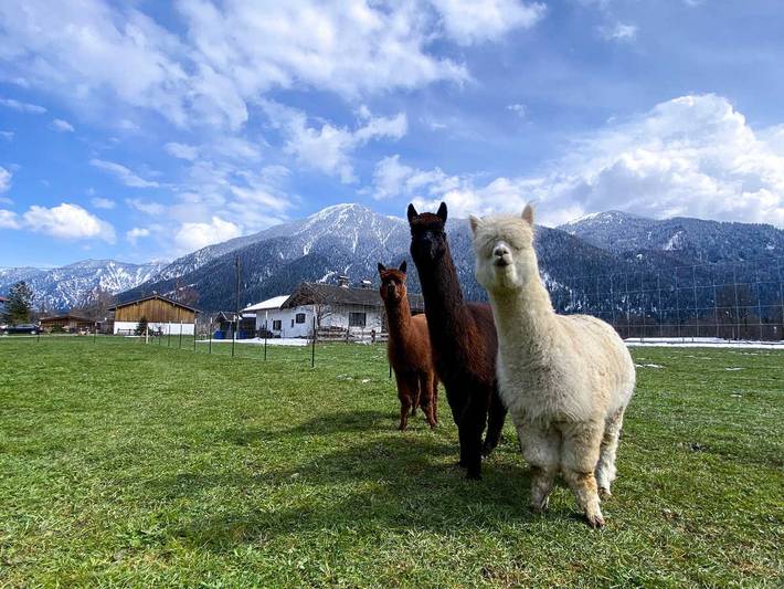 Zum Hausmann, Kreuth-Oberhof - Einzelzimmer Blauberge in Kreuth, Bayerische Alpen