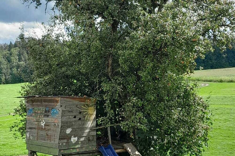 Ganze Wohnung, Ferienwohnung auf dem Bauernhof im schönen Allgäu mit Liegewiese und Feuerstelle in Argenbühl, Württembergisches Allgäu