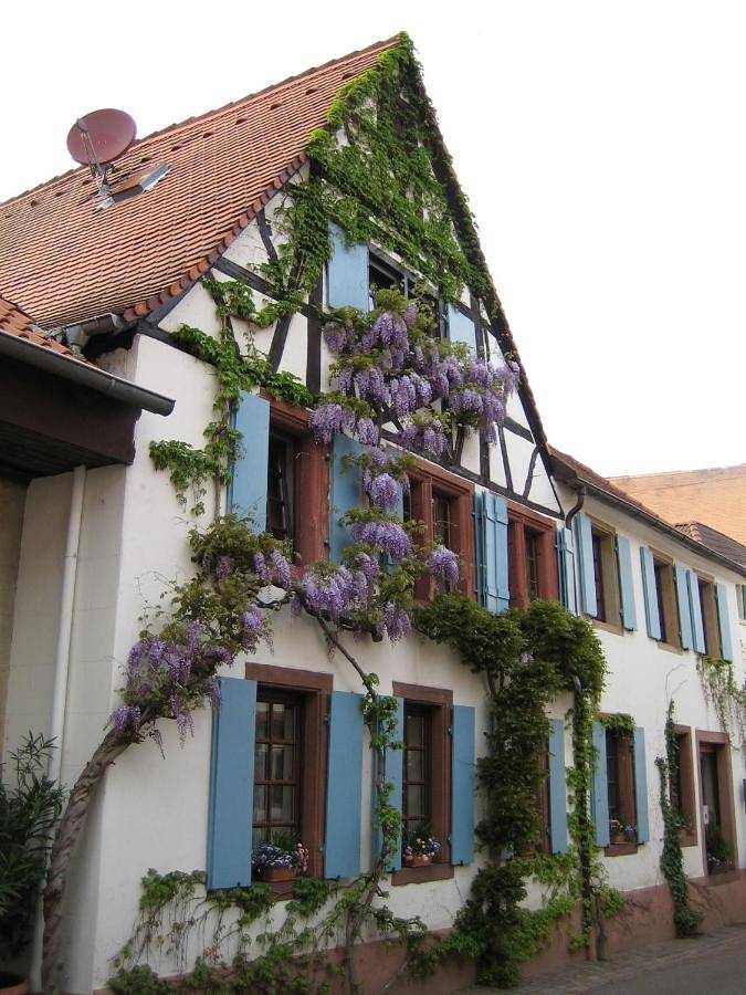 Ferienwohnung für 4 Personen, mit Terrasse in Rhodt unter Rietburg - 2