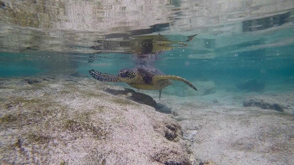 Ganze Wohnung, Experience historic charm near Kailua Pier - Walk to restaurants, shops,Ac,Wifi in Aloha Kona, Kailua-Kona