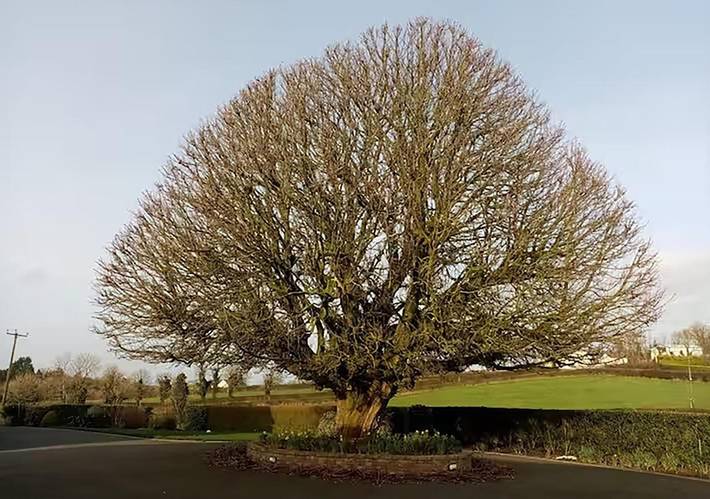 Gîte pour 5 personnes, avec jardin, animaux acceptés dans Monaghan - 3