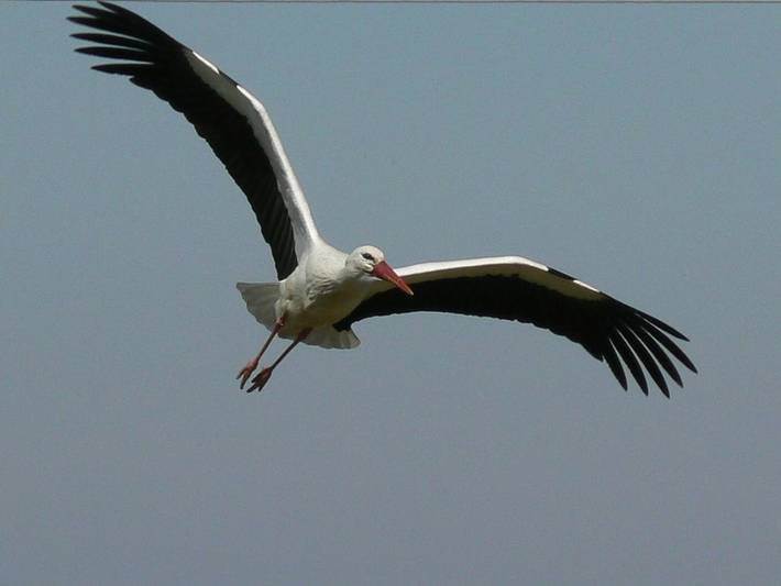 Hotel para 2 personas, con terraza y jardín en La Carballeda - 3