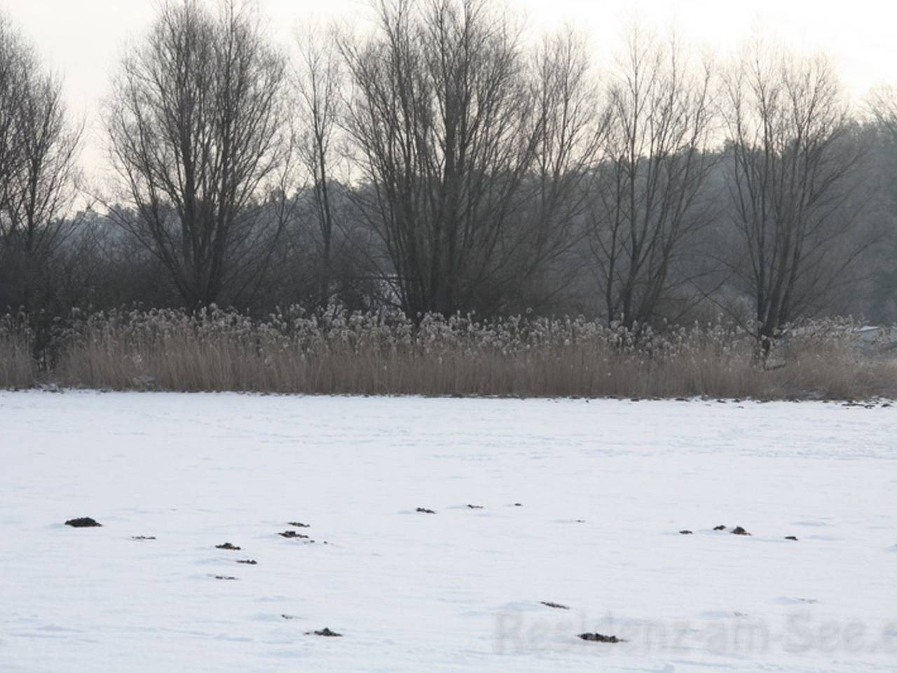 Ferienhaus Residenz am See - Ferienhaus Residenz am See (50 Meter vom Fleesensee) in Göhren-Lebbin, Fleesensee