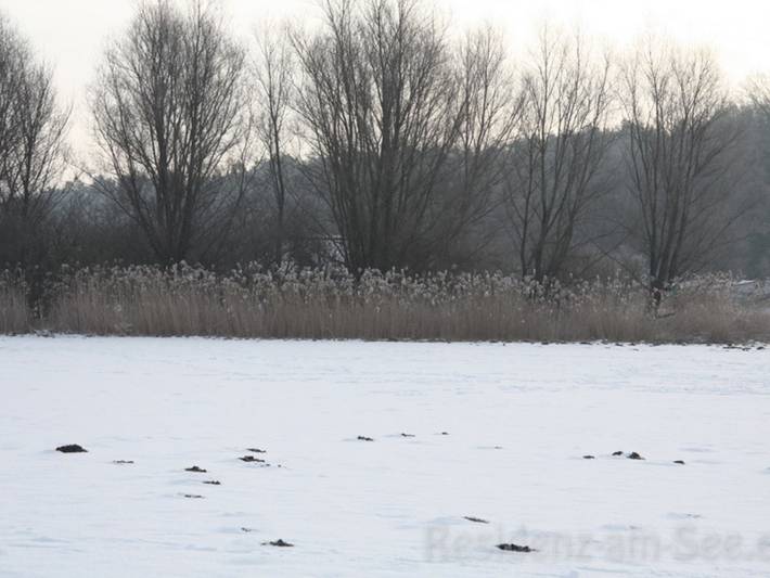 Ferienhaus für 6 Personen, mit Haustier in Mecklenburgische Seenplatte - 2