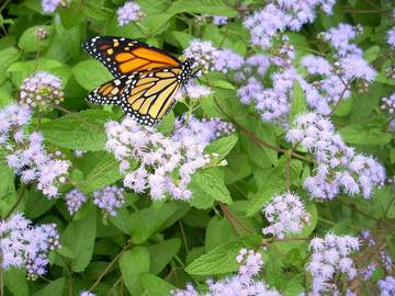 Bed And Breakfast for 3 Guests in Ohio, USA, Picture 3