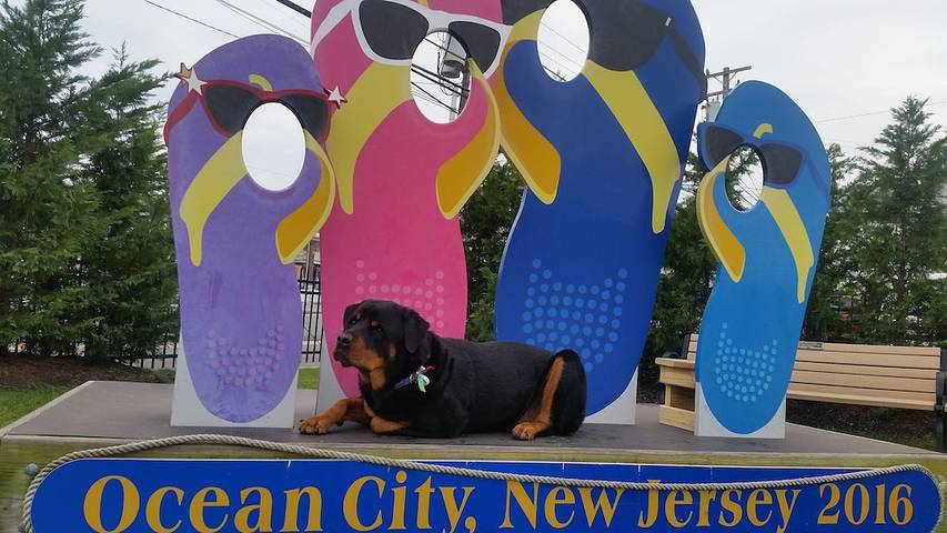 Vacation rental for 6 people, with terrace in Ocean City (NJ)