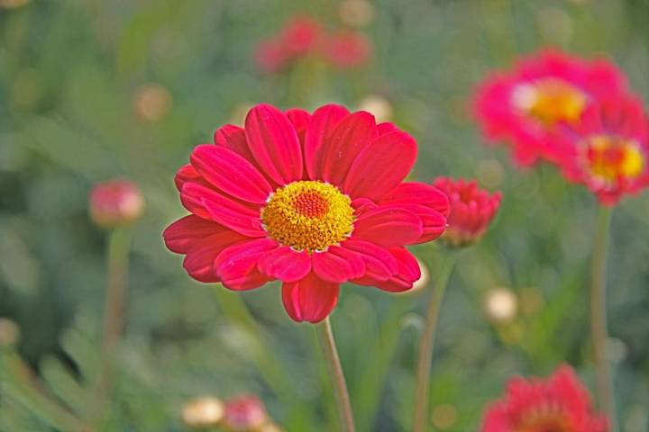 Location de vacances pour 2 personnes, avec jardin et vue dans Warmenhuizen - 2