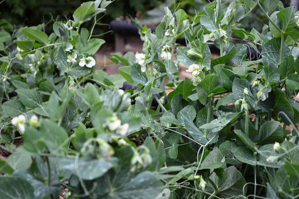 Peace & Plenty - romantisches Versteck am Strand in Tasmanien