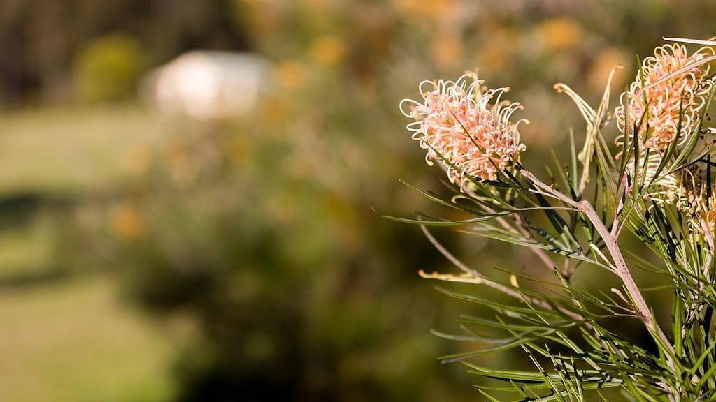 Cottage for 4 People in Pokolbin, Hunter Valley