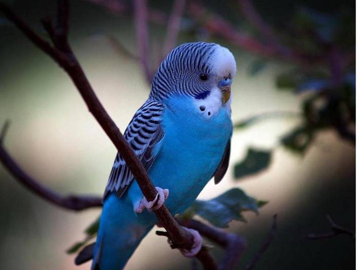 Casa rural para 6 personas, con terraza en La Covatilla - 3