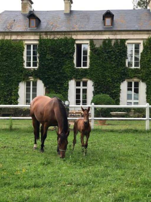 One-Bedroom Chalet in Airan, Saint-Martin-des-Marais