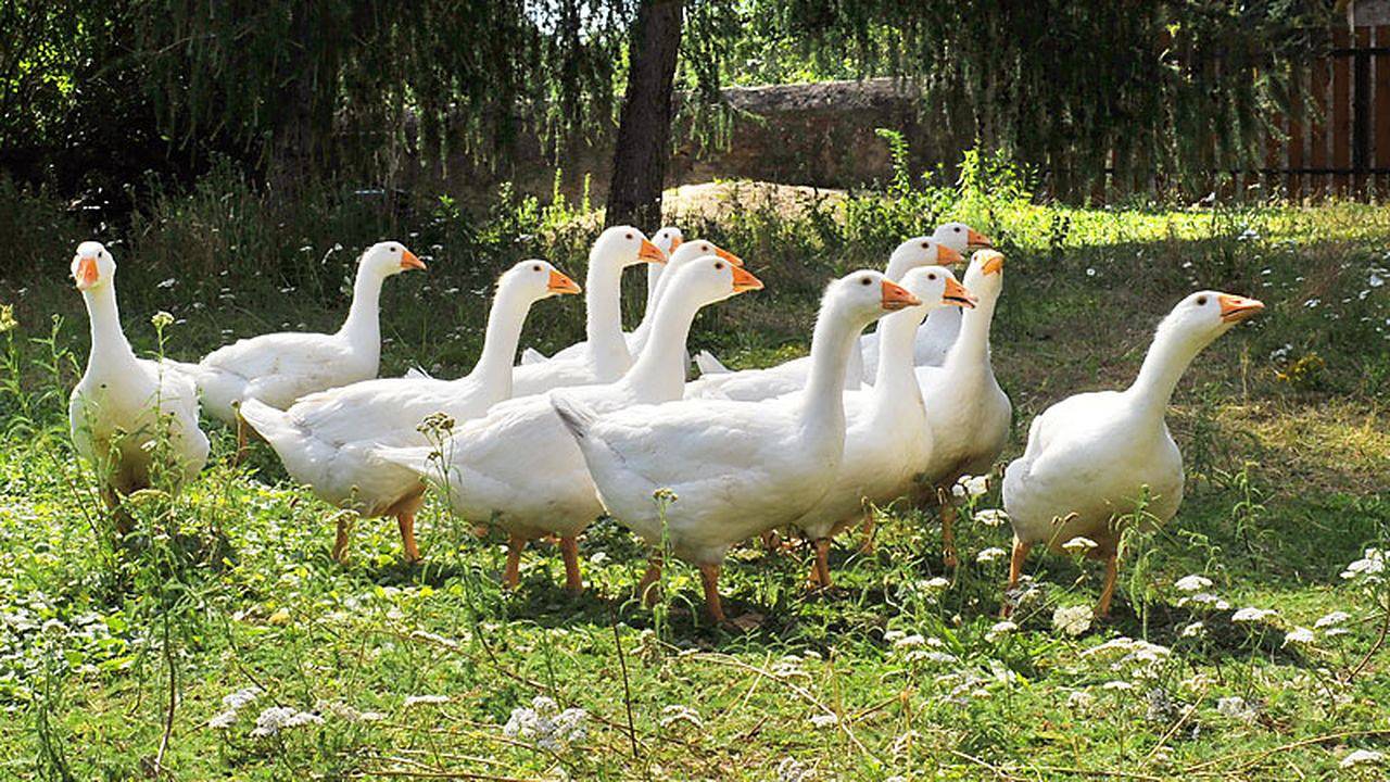 Ganze Ferienwohnung, Ferienwohnung für 3 Personen in Moritzburg in Moritzburg, Meißen Region