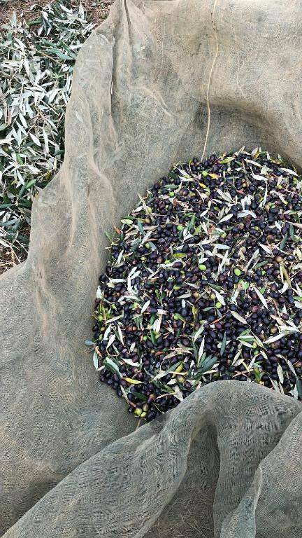 Gîte pour 4 personnes, avec jardin et piscine dans Montemor-o-Novo - 3