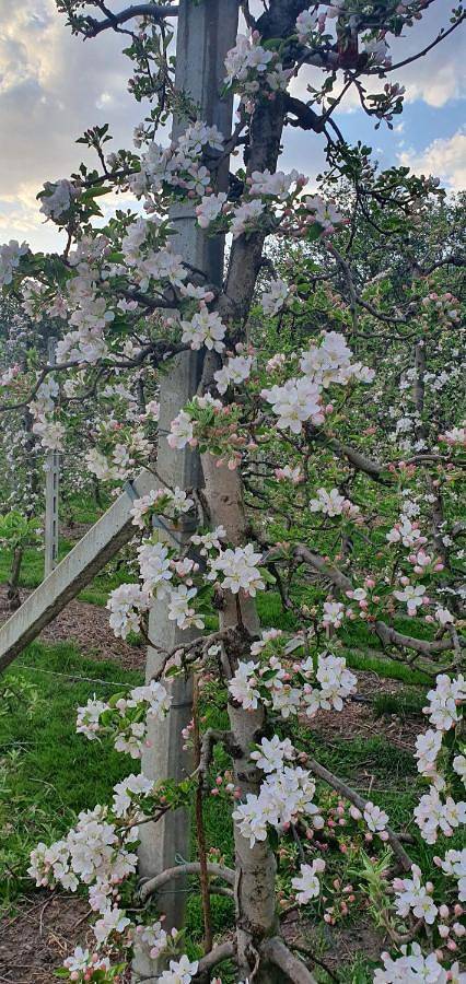 Gasserhof Bozen in Gries-Quirein, Bozen