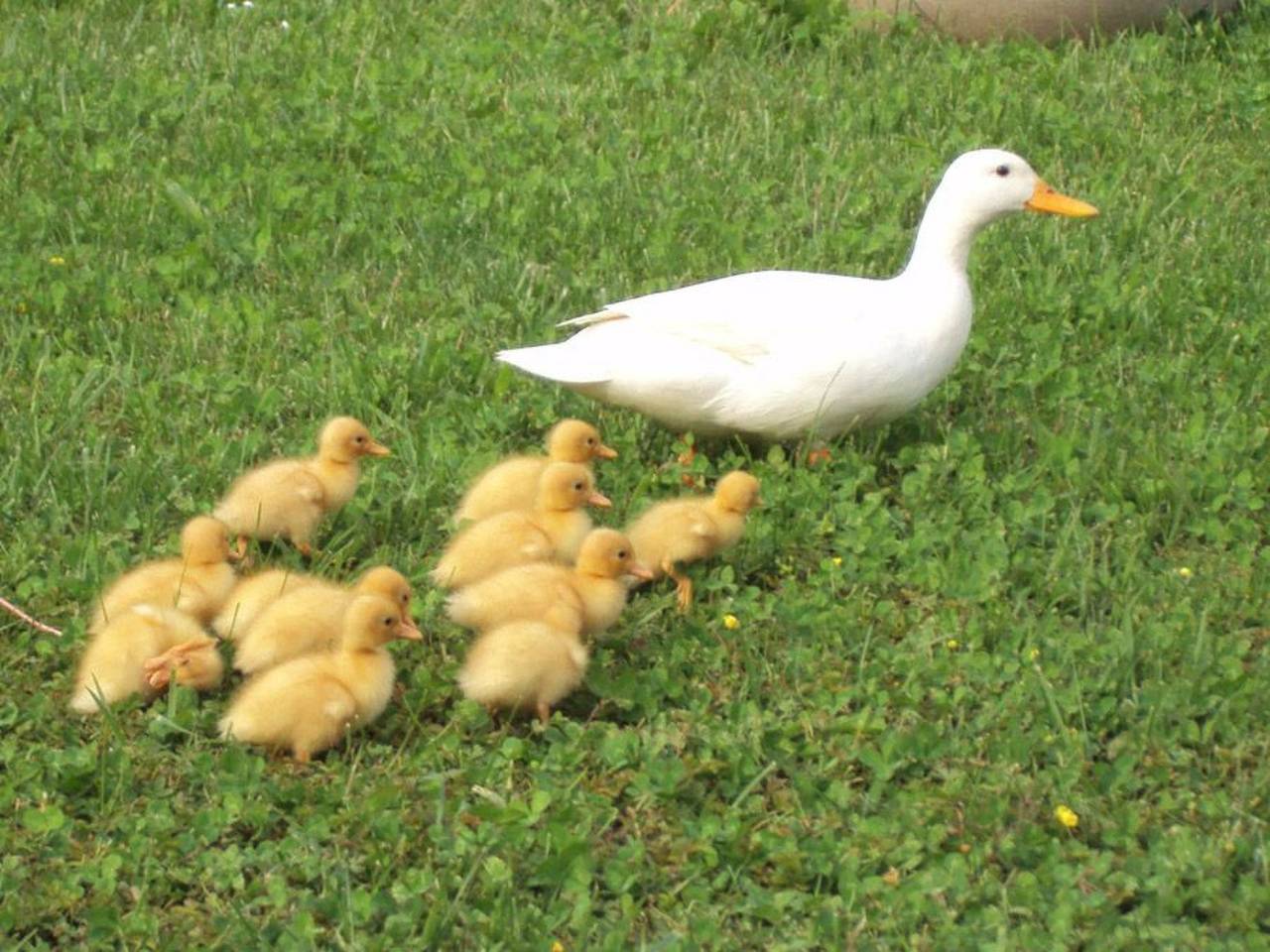Ganze Wohnung, Duck's Cottage für einen Dolomitenurlaub in Feltre, Cimonega-Gruppe