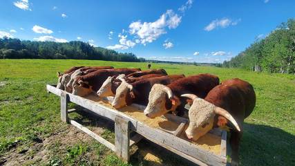 Glamping for 6 Guests in Alberta, Canada, Picture 3